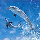 swim with dolphins