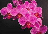 Phalaenopsis