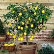 ...and all that I can see is just a yellow lemon-tree(c)