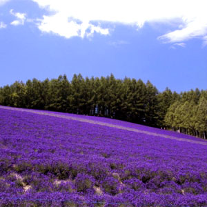 lavender fields