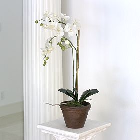 Белая орхидея...)