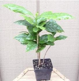 удобрение для кофе