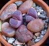 Lithops optica cv Rubra