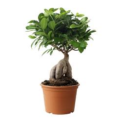 FICUS MICROCARPA GINSENG  Растение в горшке