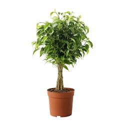 FICUS BENJAMINA 'NATASJA' Растение в горшке