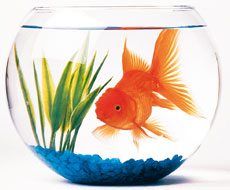 круглый аквариум с золотой рыбкой
