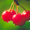 Cherries