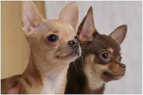 чихуашечку