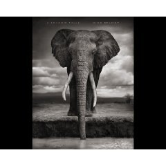 A Shadow Falls /Nick Brandt