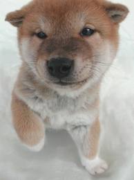 Shiba-Inu