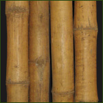 стволы бамбука