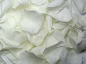 Freeze Dried Rose Petals White