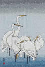 Herons in snow