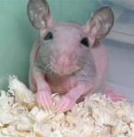 Клетку для Вени