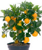 Апельсиновое дерево (домашнее)