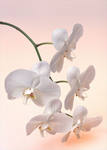 орхидеи. много)