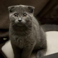 Котенка породы Scottish Fold