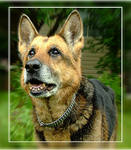 Получить собачку