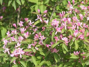 посадить на даче жимолость