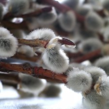 palm sunday and easter