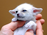 fennec fox