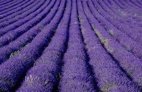 Lavender field