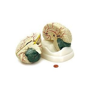 HUMAN BRAIN w/ARTERIES ANATOMICAL MODEL