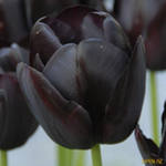 черные тюльпаны