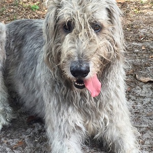 irish wolfhound