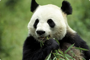 волонтёрская поездка на месяц в заповедник гигантских панд у подножия гор Qingling