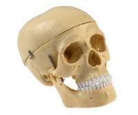 пластмассовый череп