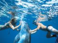 поплавать с дельфинами в море