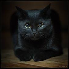 черный котенок