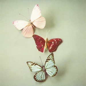 butterfly