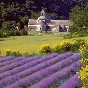 Lavender Field, Provence, France