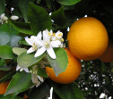 поехать зимой на Крит собирать апельсины
