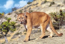 пазл Mountain Lion