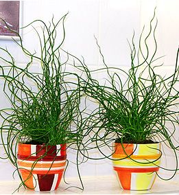 Juncus Spiralis