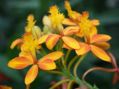 Epidendrum