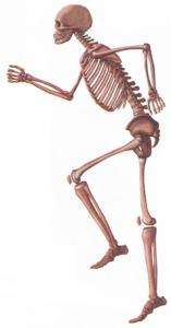 скелет человека 170 см