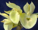 Catasetum pileatum