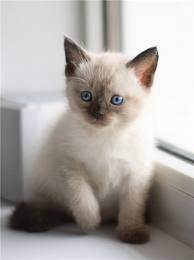 Тайского (сиамского) котенка