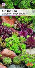 Молодило Каменная роза смесь 10шт*