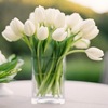 White tulips