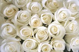 white roses bouquet