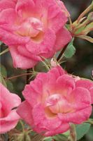 Полиантовая "Ангельская роза"