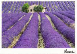Visiting lavender fields