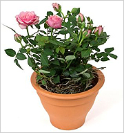 Комнатную розу