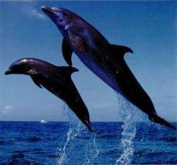 Поплавать с дельфинами