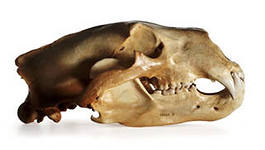 черепа животных